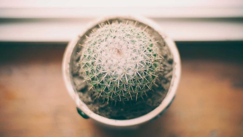 cilimao深度解析刺猬精神如何重塑磁力搜索新生态
